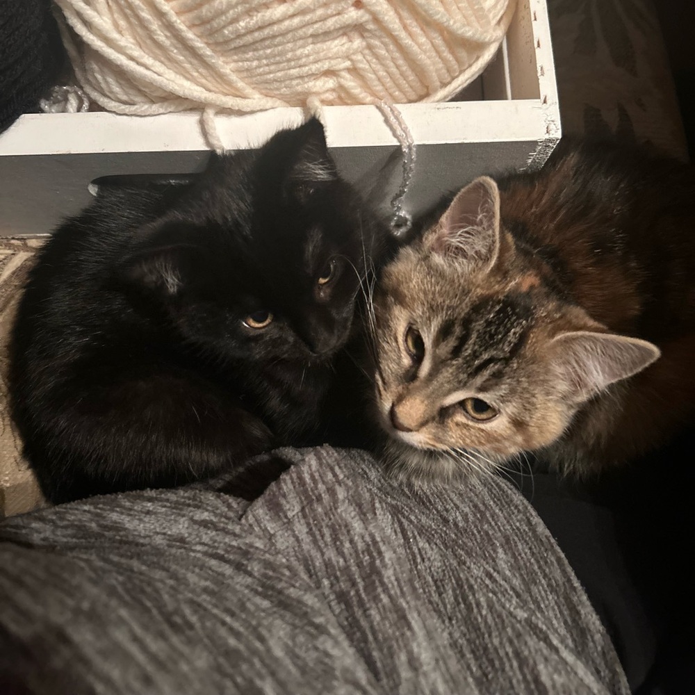 Meet your Posher, Angela and her beautiful kittens Boo and Magoo.